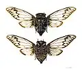 Fidicina- Fidicina ethelae
