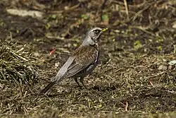 Fieldfare, Aosta Valley