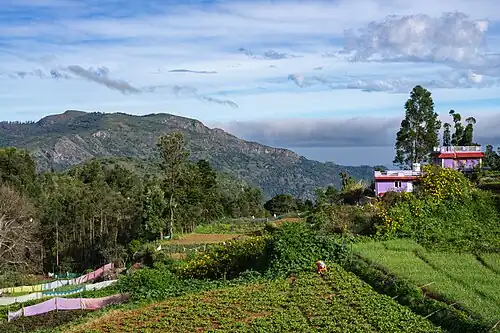 A woman growing radish in the foreground and garlic to the right in a village in the Nilgiris, Tamil Nadu. 55% of India's female workforce was employed in agriculture in 2019.[281]
