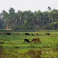 Cows grazing in the fields of Colvá
