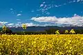 Rapeseed (Geneva)