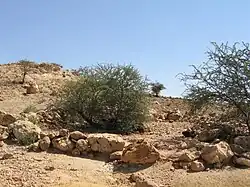 the sacred olive trees that surround Lalibela