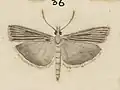 Illustration of male