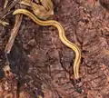 Bipalium vagum from Guadeloupe