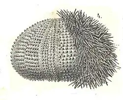 Figured Specimen of Salmacis bicolor from Museum of Comparative Zoology, Harvard University, Penny Benson