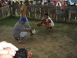 Cockfight in Hilongos, Philippines