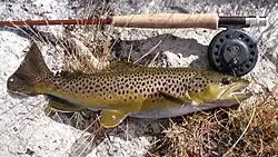 Photo of brown trout and fly rod on river bank