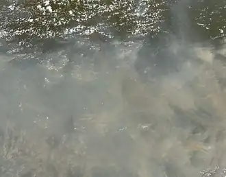 One consequence of forest clearing in the Amazon: thick smoke that hangs over the forest.