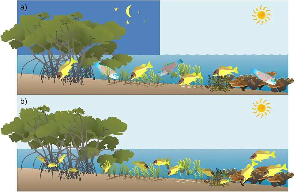 Fish migrations between coral reef, macroalgae, seagrass and mangrove habitats:[135] (a)&nbsp;diel and tidal foraging migrations, (b)&nbsp;ontogenetic migration of juvenile coral reef fish.