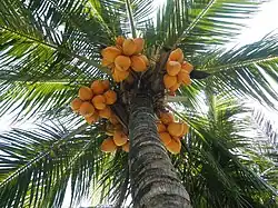 Domesticated Pacific coconut from the Philippines with bright yellow rounded niu vai-type fruits and a slow-growing dwarf habit