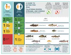 For 11 fish, how may servings may be safely eaten per week. Separate advice is given for women 18-49 and children, and for and women 50+ and men. The post also gives advice such as eating only the skinless fillet since some chemicals are higher in the skin.