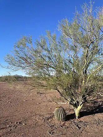 Fishhook Cactus growing beneath a Palo Verde tree in Ironwood Forest National Monument.