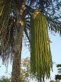 Fishtail palm at Bhopal