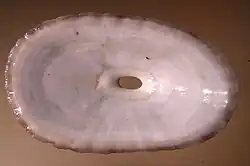A view of the underside of an F. maxima shell