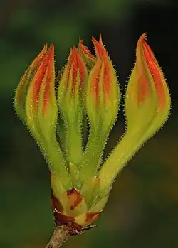 Flower buds