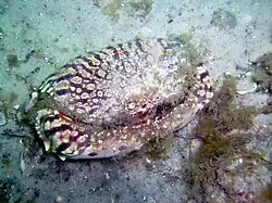 Calappa flammea