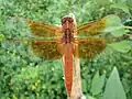 Male flame skimmer
