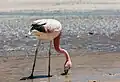 Andean flamingo (Phoenicoparrus andinus)
