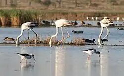 Flamingos Monte Gordo
