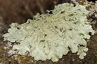 Pale green foliose lichen on rock, with broad, wrinkled lobes and an irregular, spreading margin