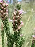 Hyptis imbricatiformis