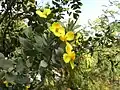 Channel Island tree poppy (Dendromecon harfordii)