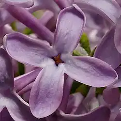 Close-up of flower