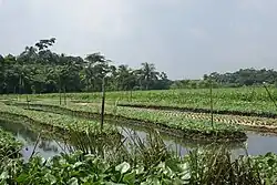 Floating crop field in the village of Baithakatha, Nazirpur, Pirojpur