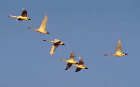 Flock of adult and young whistling swans