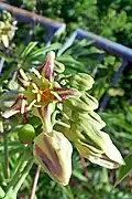 Inflorescence