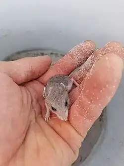 Gray mouse