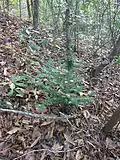 Florida yew (Taxus floridana)
