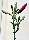 Flower buds in Kolkata