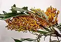 Branch end with inflorescence