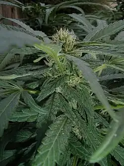 C. indica flowering