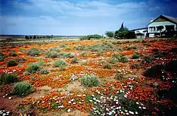 Spring flowers attract visitors to Loeriesfontein in August and September