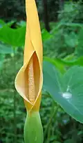 C. esculenta inflorescence