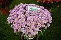 Flowers at Agri Horticultural Society of India