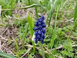 Blue bulb flowers
