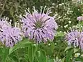 Wildflowers along the lower stretches of Four Mile Run