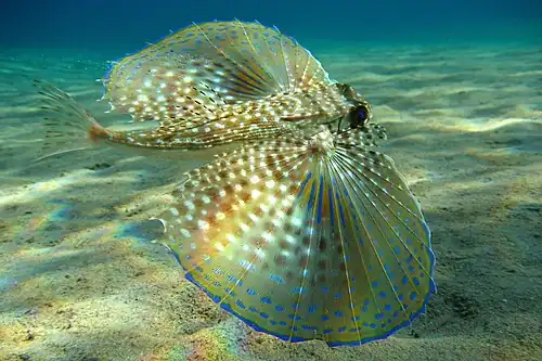 Image 17 Flying gurnard Photograph: Beckmannjan The flying gurnard is a fish of tropical to warm temperate waters on both sides of the Atlantic Ocean. When excited, it spreads its "wings", semi-transparent appendages tipped with a phosphorescent bright blue coloration which are used to frighten predators. More selected pictures