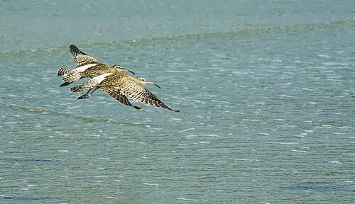 in India the distinctive white rump is visible