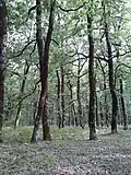 The oaks form a dense forest.
