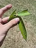 Leaflets