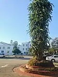 Overgrown foliage