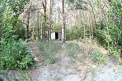 Forest in Umyotsky District
