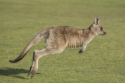 A young eastern grey kangaroo