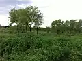 Gorsial Forest