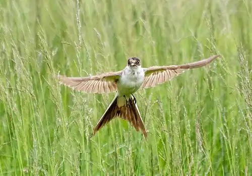 immature with shorter tail