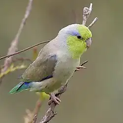 Pacific parrotlet (Forpus coelestis)